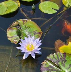 Meet your Posher, Carmen